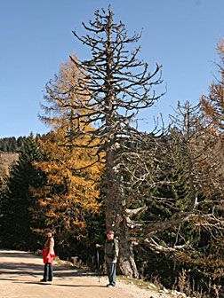 Macsena